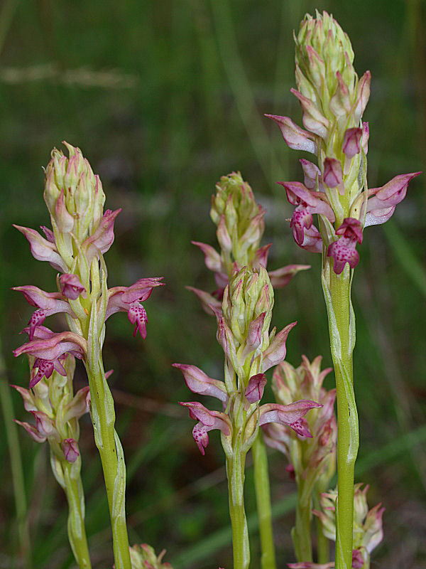 Anacamptis coriophora